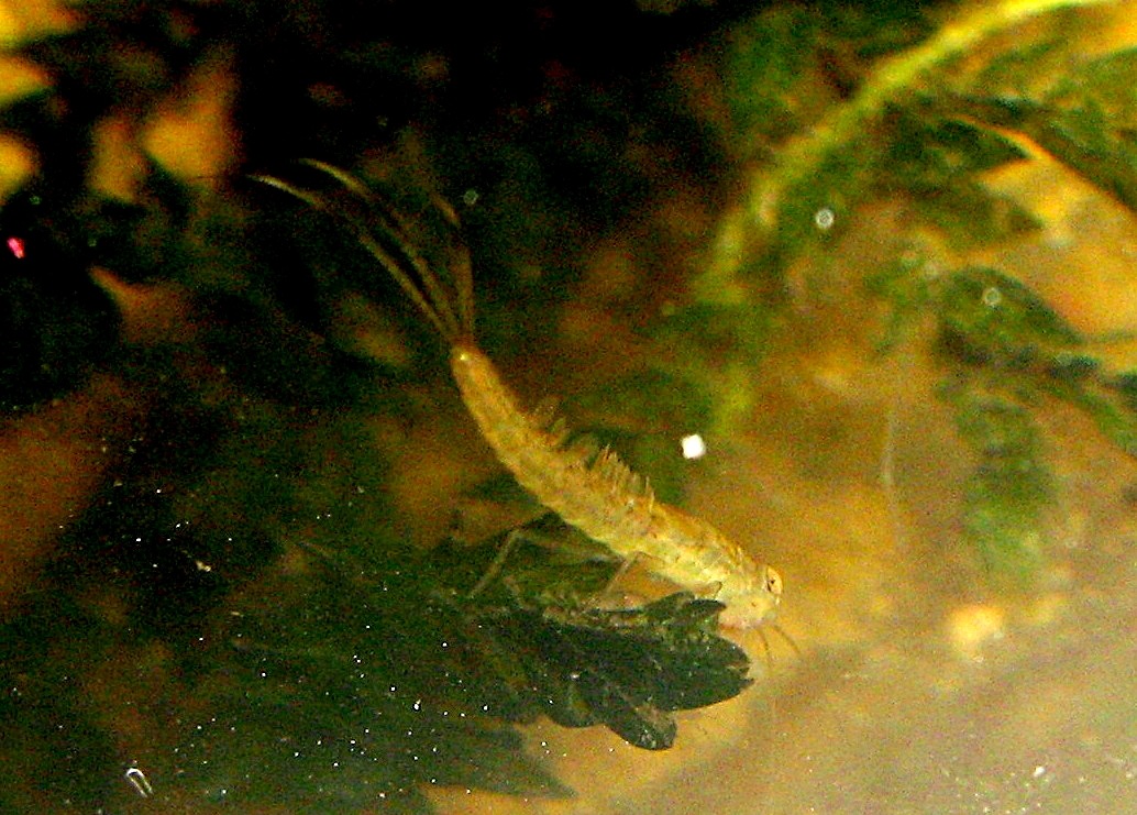 ninfa di Cloeon sp.